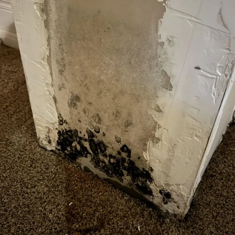 Professional Mold Removal in Mount Carmel, PA